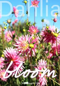 bloom 花の写真集ダリア編