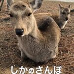 【無料で読める】しかのさんぽ deer strolling