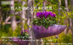 個人が勧める日本の絶景Vol.169～ブルーシクラメン～: Japanese Amazing Views Blue Cyclamen