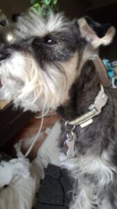 【無料で読める】Diary with biscuit/1