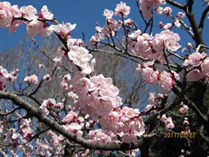 小学校授業のつくり方