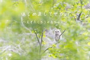 【無料で読める】はじめましてせかい〜えぞふくろうの赤ちゃん〜
