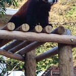 【無料で読める】評価関数は名人の読みを超えるのか: 人工知能が碁を打ち将棋を指す